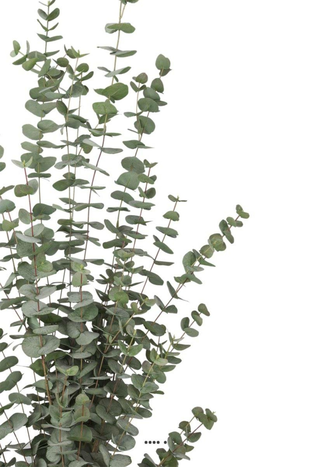Eucalyptus cinerea artificiel en pot h 170 cm, d 70 cm - choisissez votre hauteu