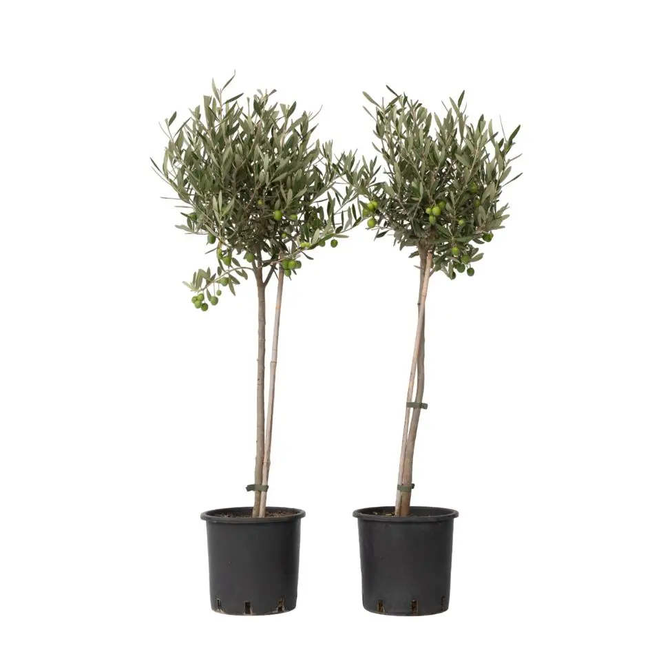 Olijfboom - Set van 2 - Olea europaea - Hoogte 80-90cm - ⌀19cm