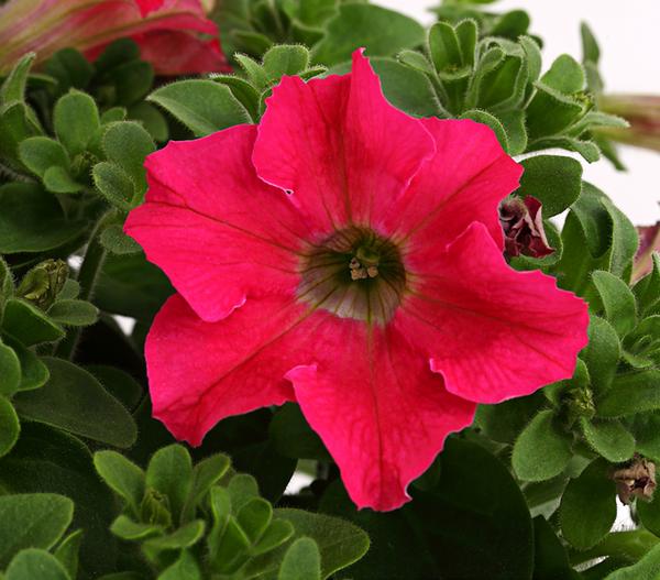 Hängepetunie 'Surfinia', verschiedene Farben