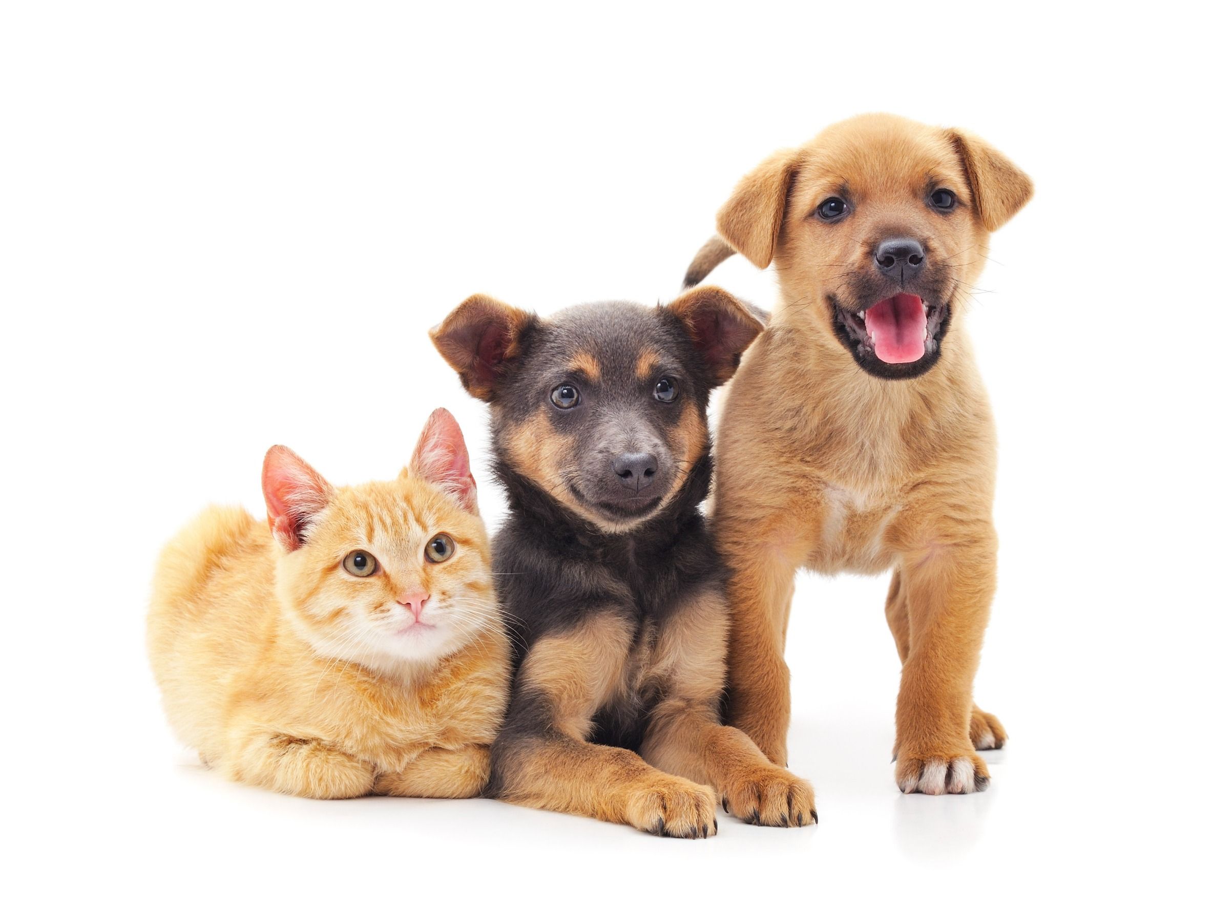 PURE DROPS CBD ÖL für Hunde Bundle 2+1 Gratis CBD Vollspektrum aus Österreich Naturextrakt