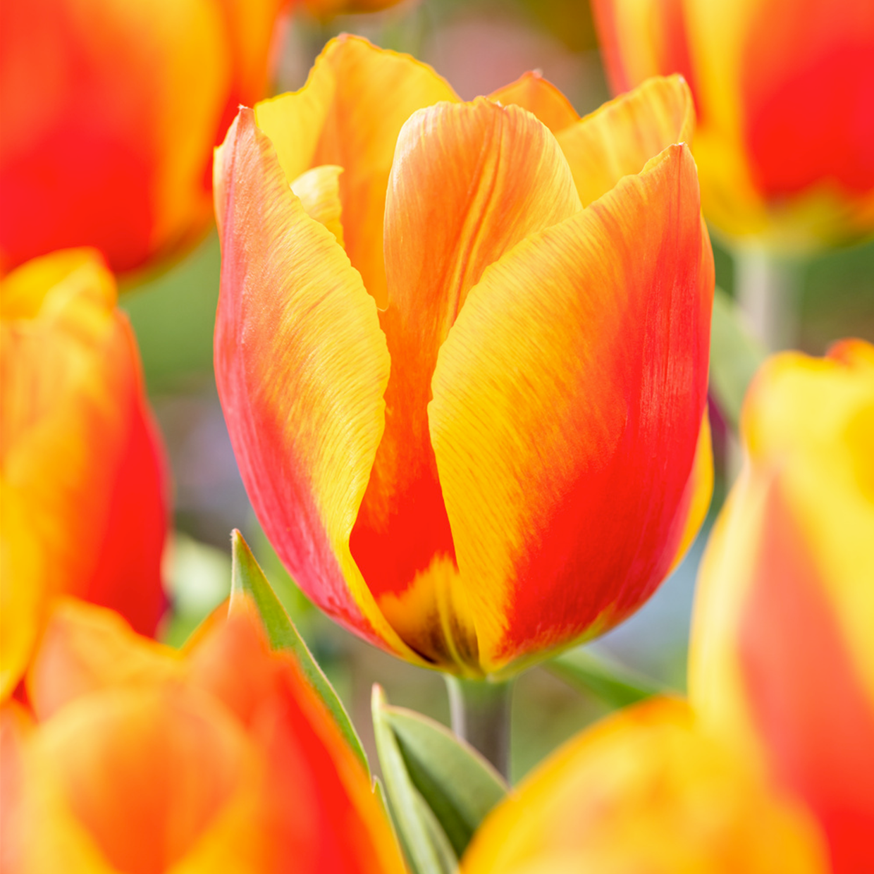 Tulipa flair - bulbes de tulipes x40 - bulbes de fleurs