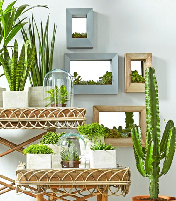 Binsenkaktus - Rhipsalis cultivars,