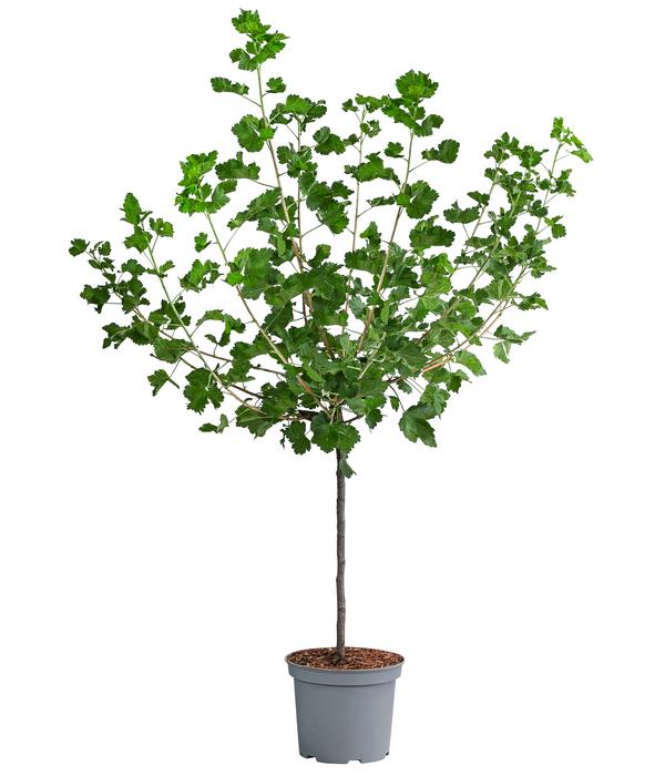 Jostabeere