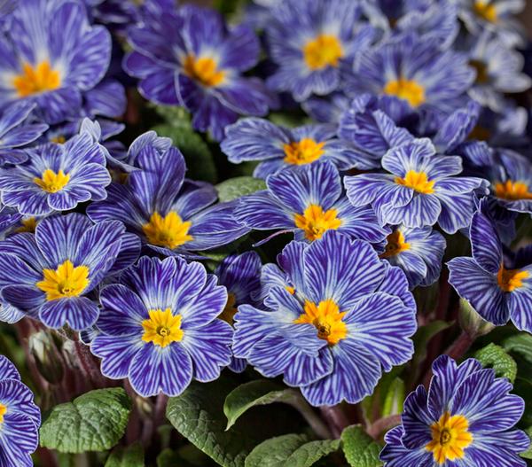 Frühlingsprimel 'Zebra'