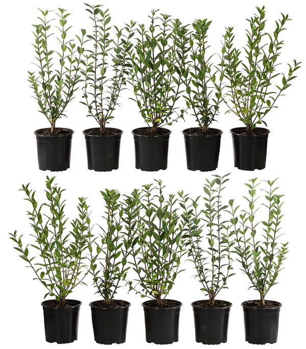 2-3 Meter Wintergrüner Liguster 'Atrovirens',