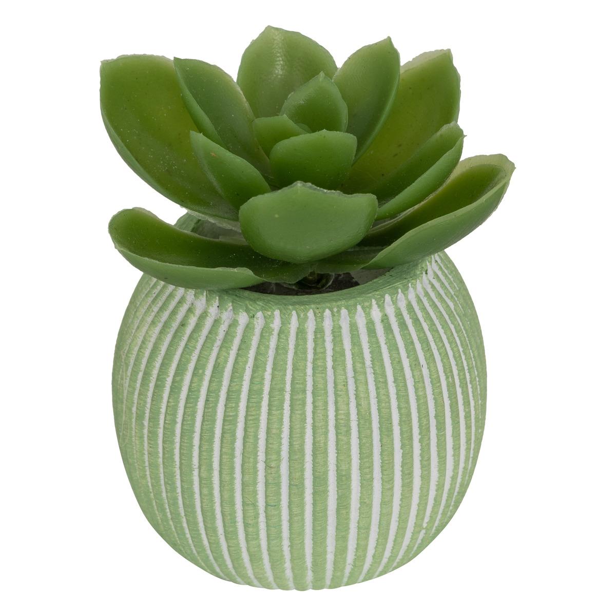 MINI PLANTE GRASSE POT CIMENT UBI H.7CM