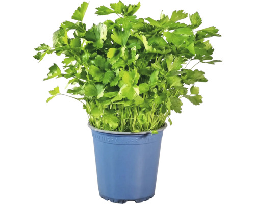 Biologische Peterselie FloraSelf Biologische Petroselinum Cristum 'Smooth' Ø 12 cm pot
