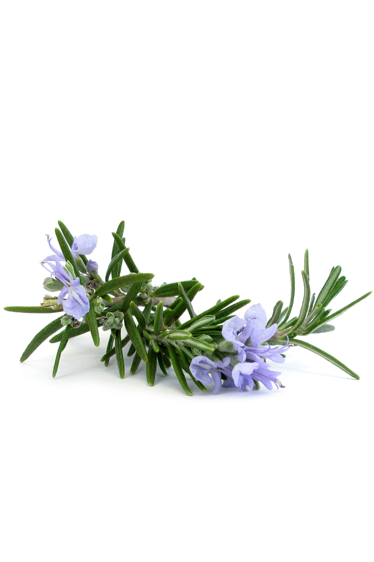 Huile de romarin  Rosmarinus officinalis