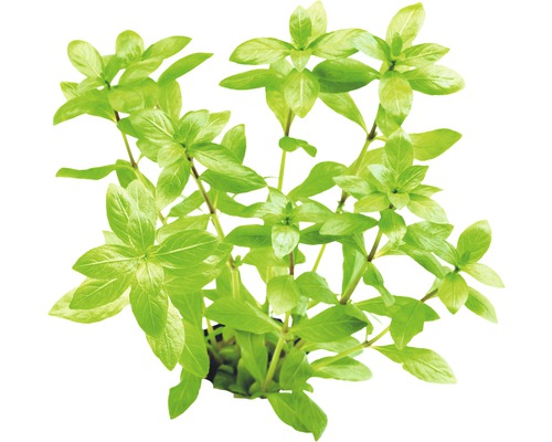 Aquarium waterplantenpakket L 