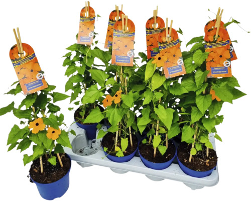 Black-eyed Susan FloraSelf Thunbergia alata Totale hoogte ca. 40 cm Ø 12/13 cm pot