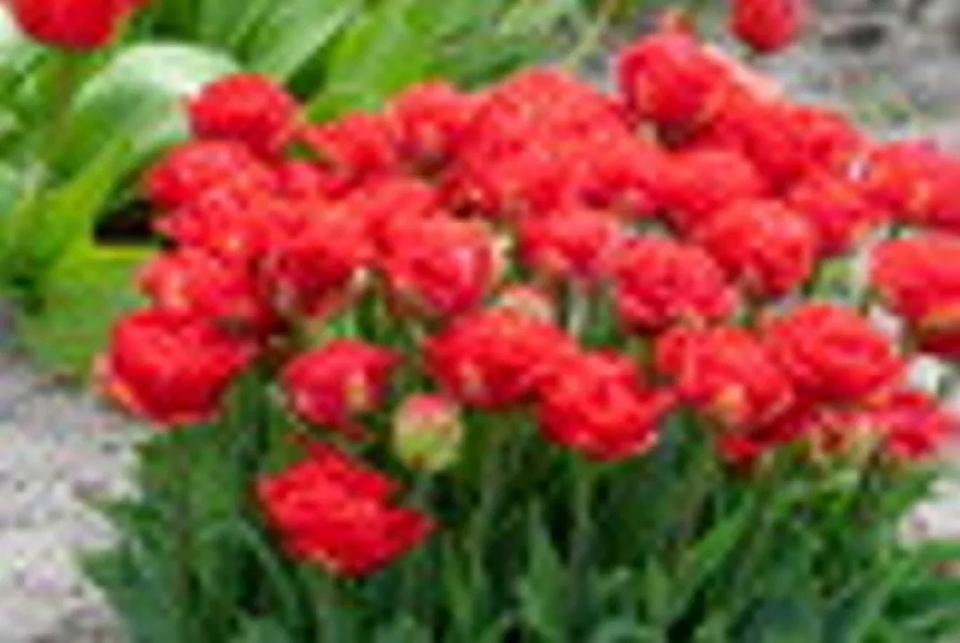 Tulipa gesneriana (Late double flowering Group) 'Pamplona' Tulipan 'Pamplona'