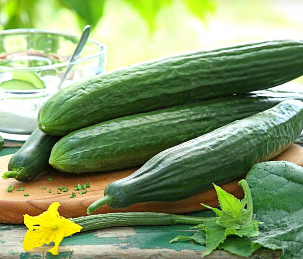 Dehner Gourmet Garten Schlangengurke, veredelt