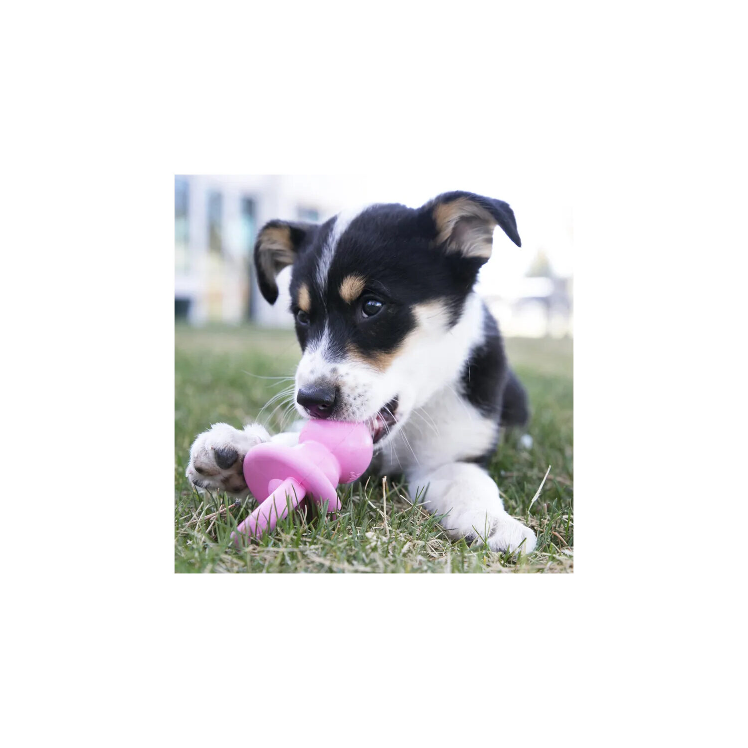 KONG Puppy Binkie