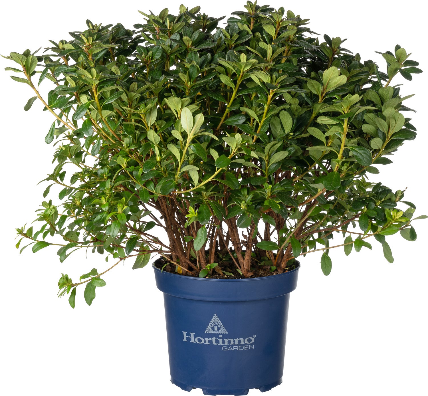 Japanse Azalea (Rhododendron japonica 'Evergreen') oranje D 23 H 40 cm