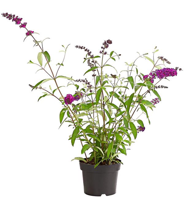 Sommerflieder, verschiedene Sorten