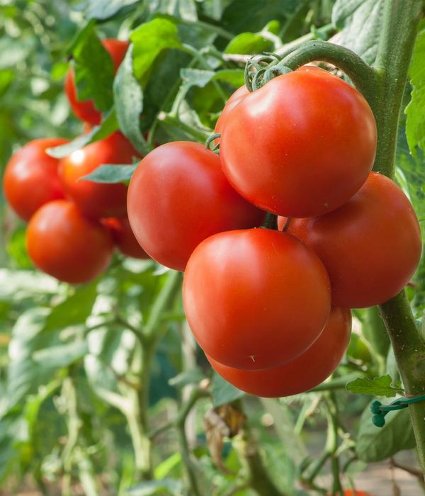 Dehner Premium Samen Fleischtomate 'Fandango