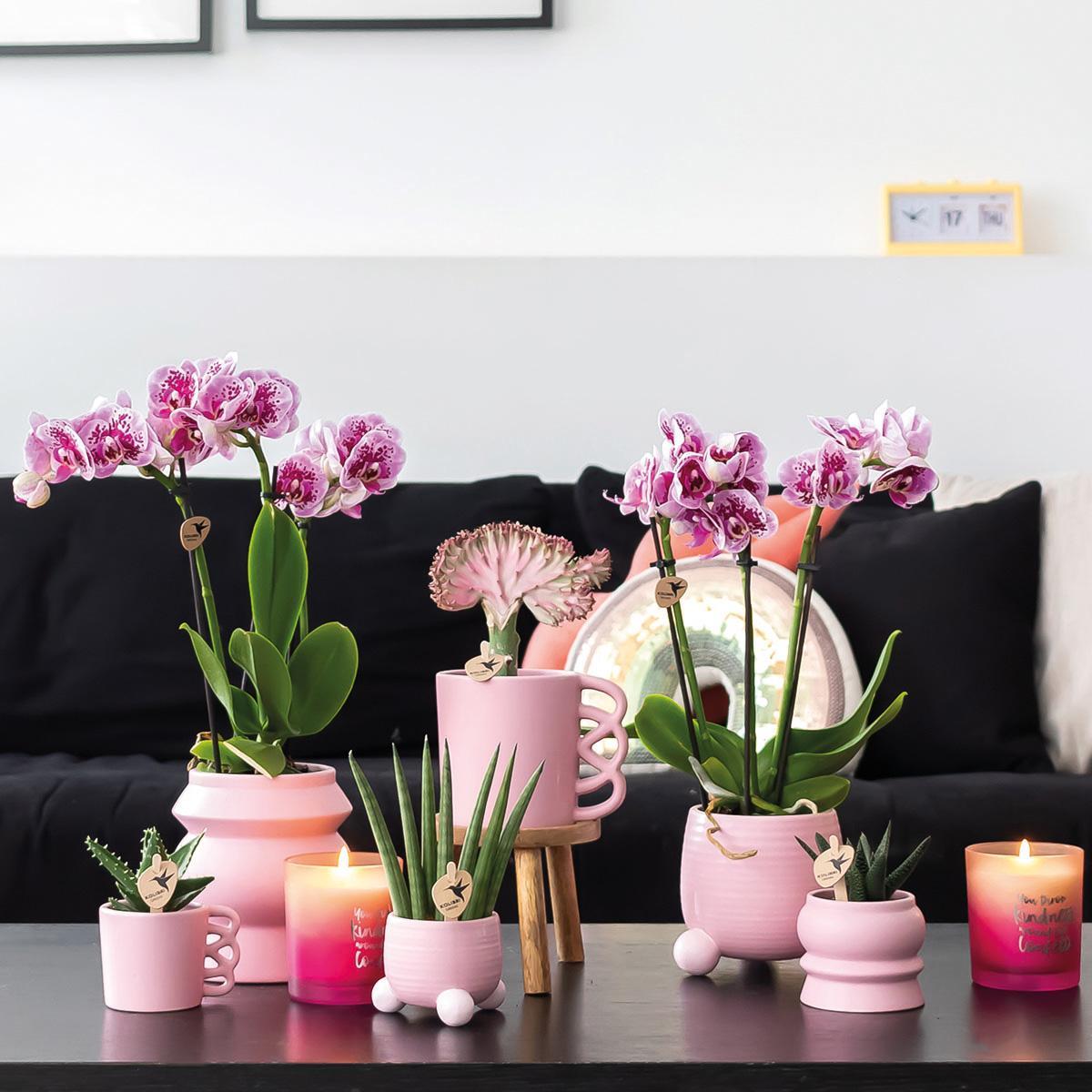 Plante d'intérieur - orchidées phalaenopsis rose violet - lot de 2 35cm