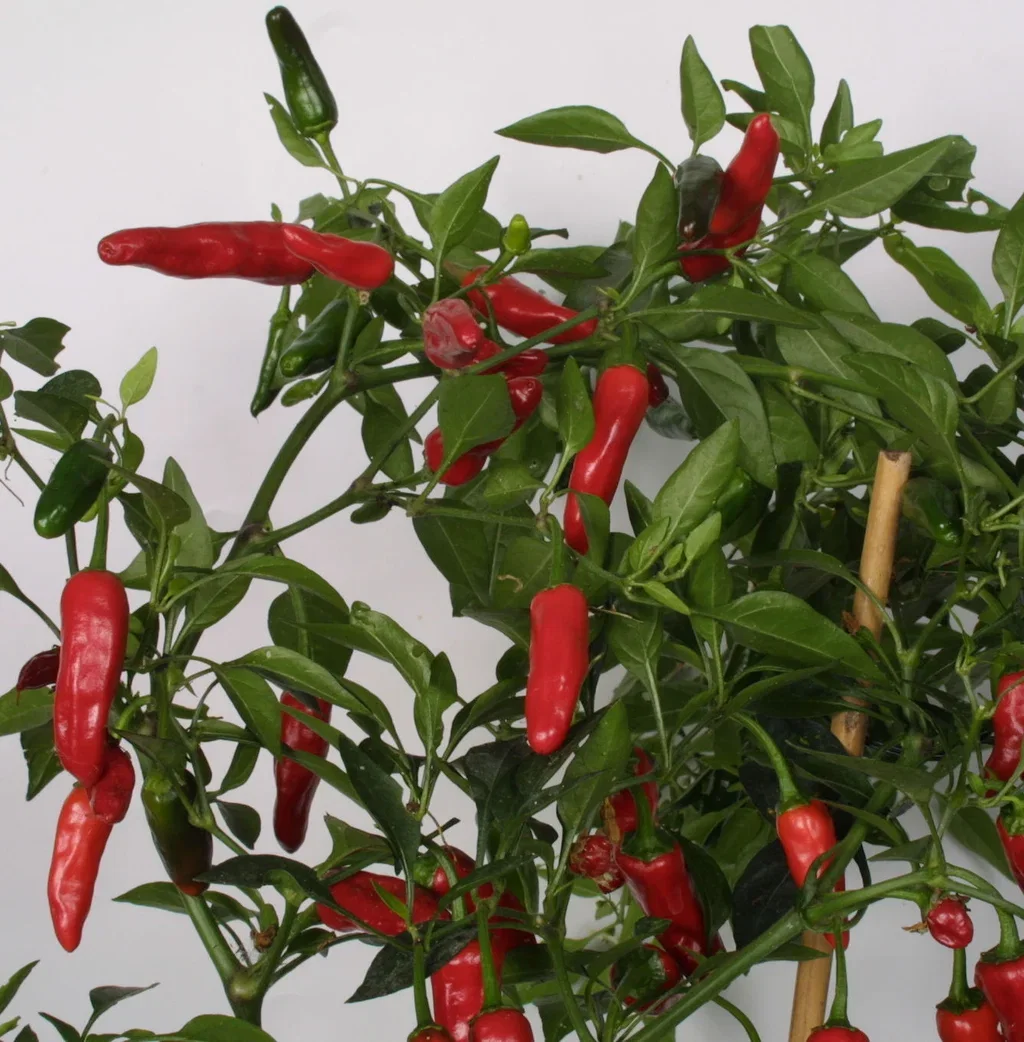 All Nature Capsicum Chili 'Apache' 10,5 cm Chili 'Apache' Ø10,5 cm