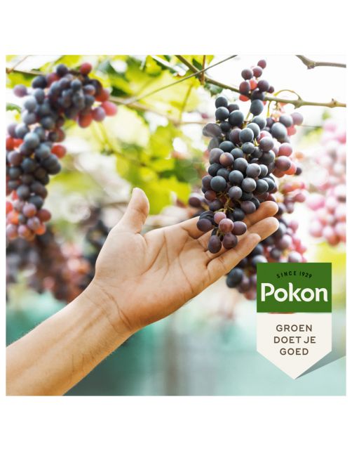 Pokon Druivenmest - Meststoffen - 1 kg