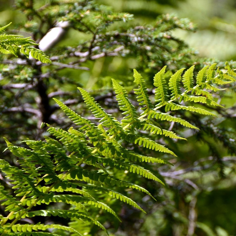 Fougère ornementale erythrosora/dryopteris erythrosora[-]pot de 3 l - 40/50 cm