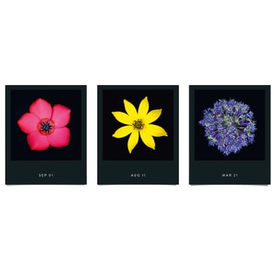 Jahreskalender Flamboyant Flowers