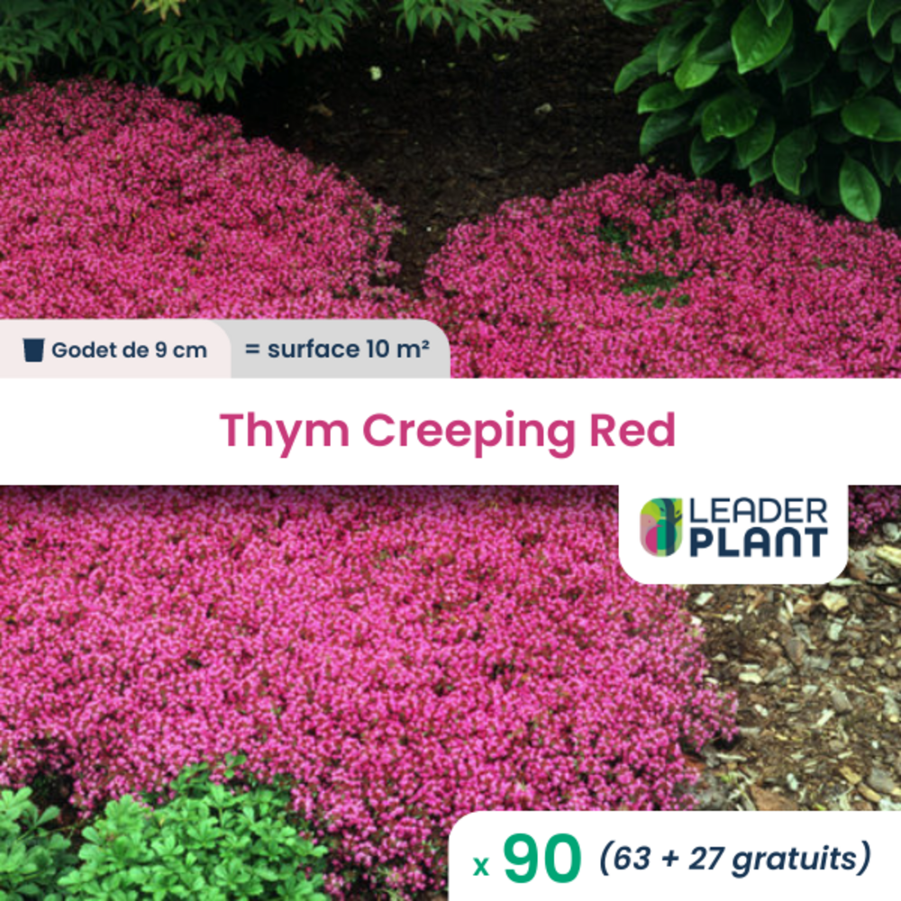 Thym creeping red ®