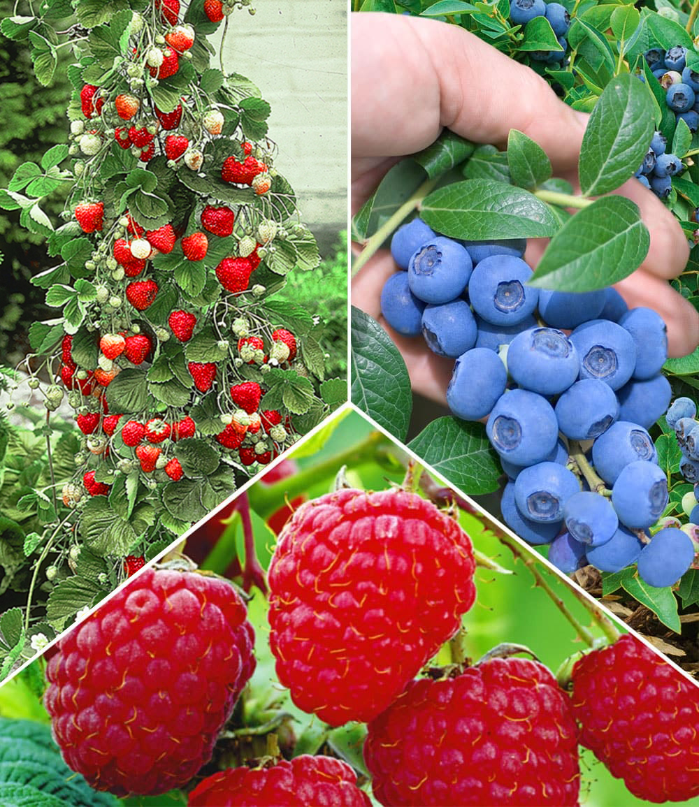 Beeren Naschgarten