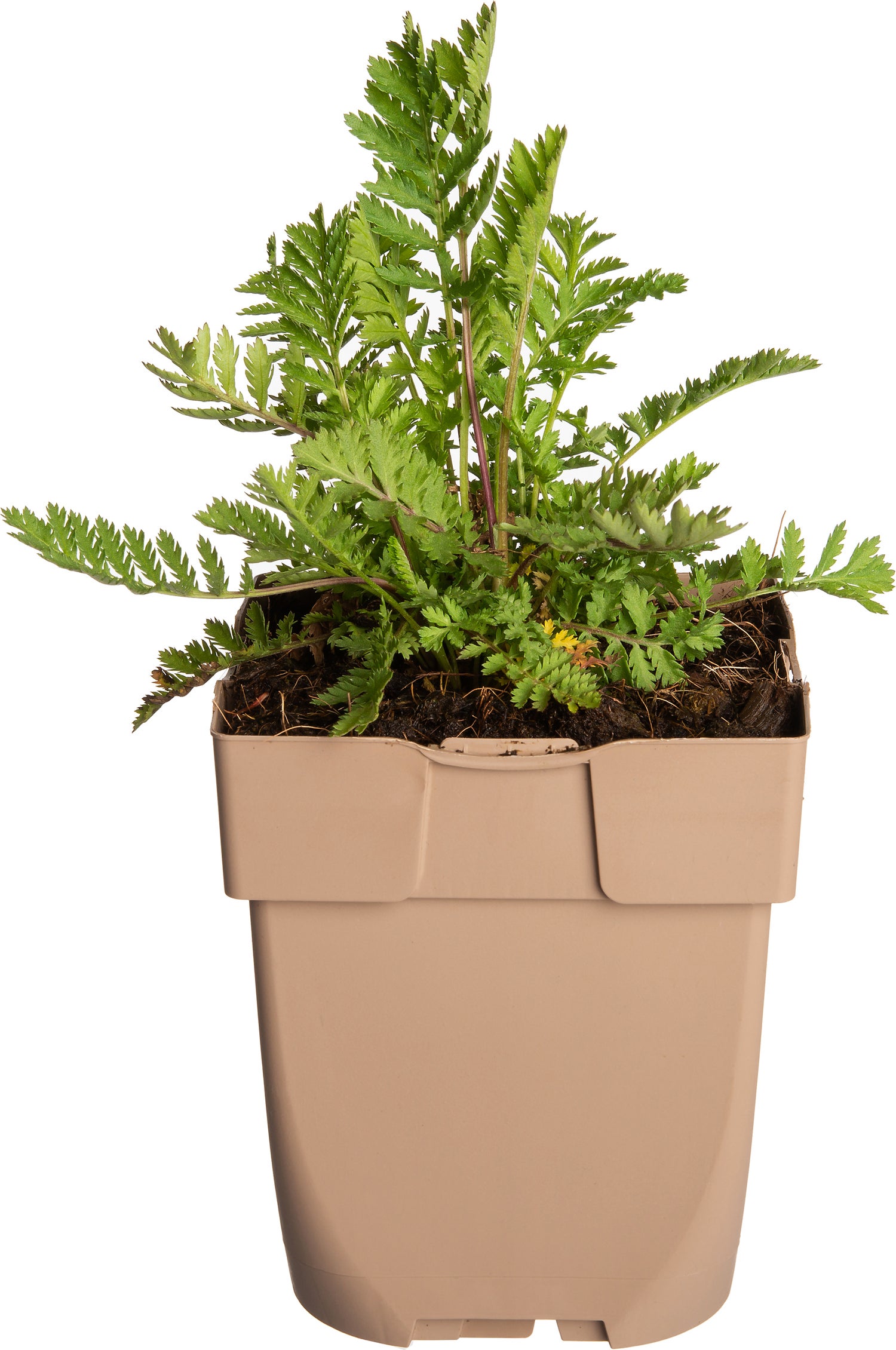 Boerenwormkruid (Tanacetum vulgare) D 9 H 15 cm