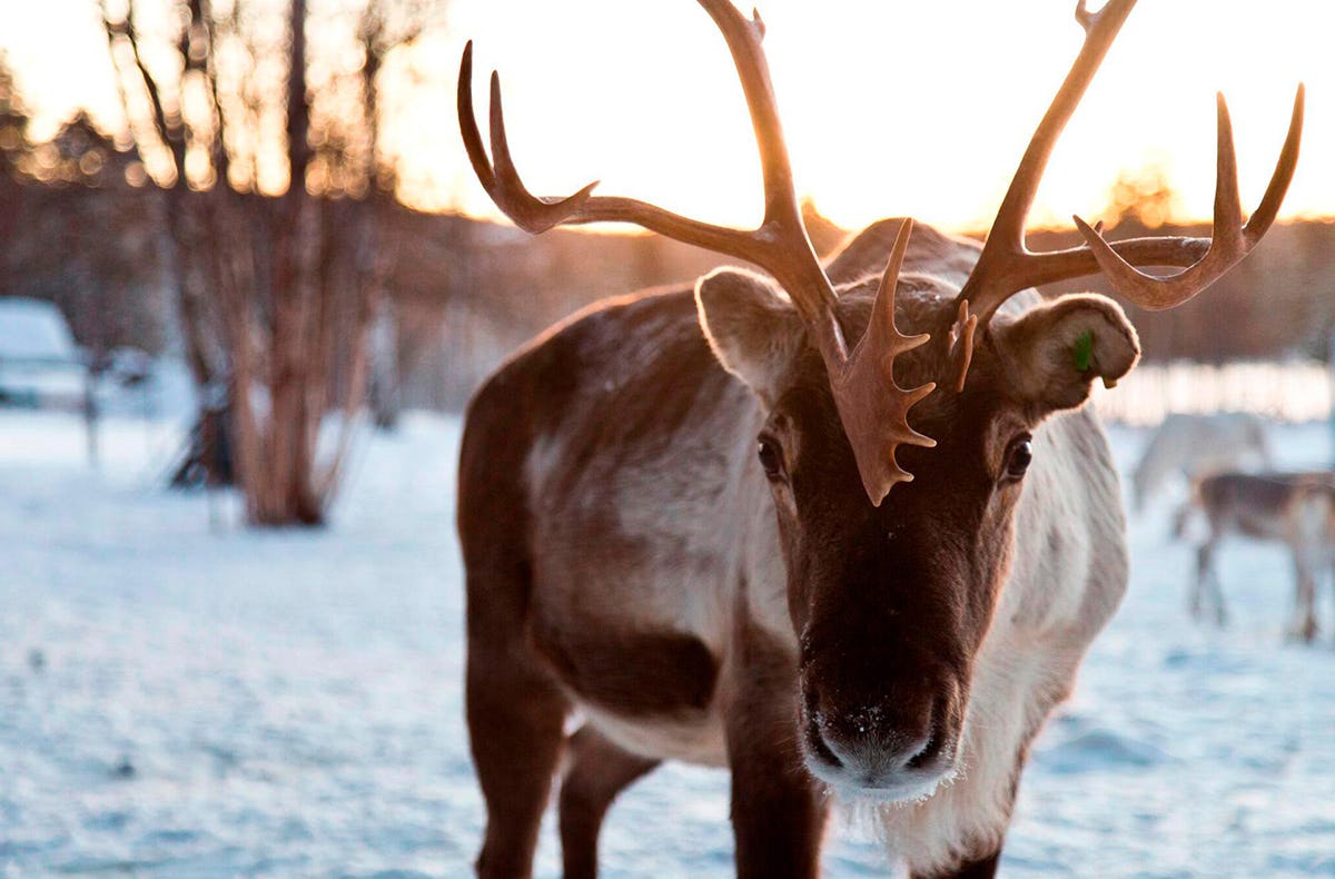 Glasiglu Hotel Saariselkä als Geschenkidee