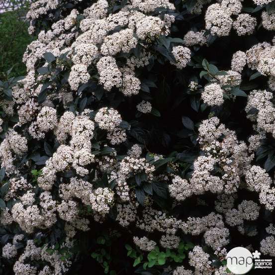 Viburnum tinus : H 20/30 cm ctr 2 litres