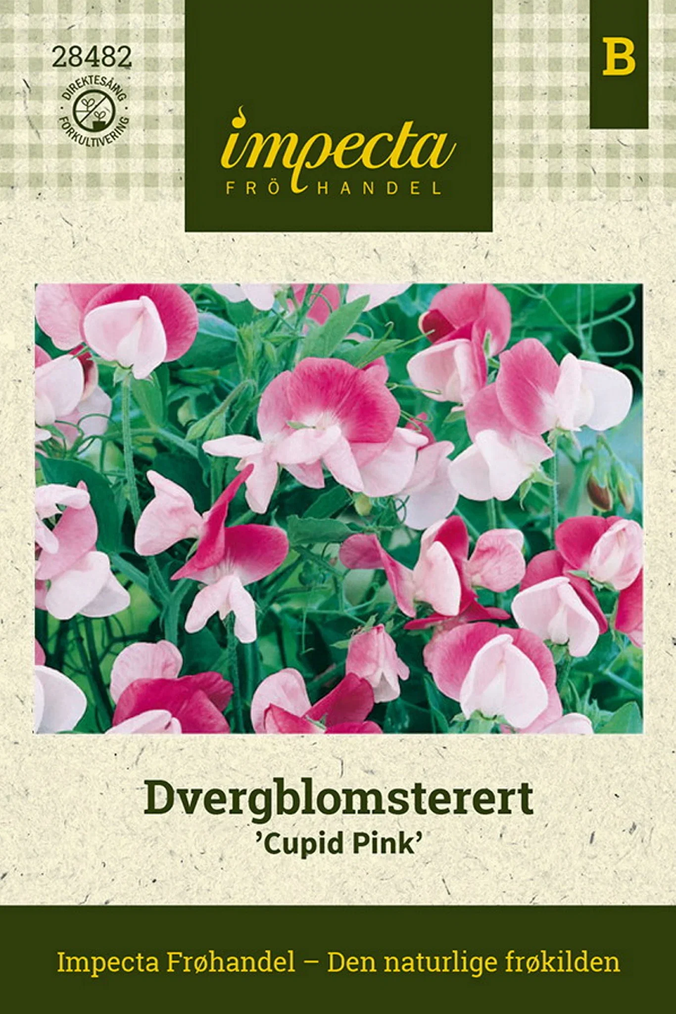 Lathyrus odoratus var. nanellus 'Cupid Pink' Dvergblomsterert 'Cupid Pink'