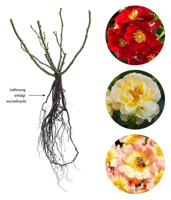 Rosen-Set Insektenfreundlich, 3-teilig