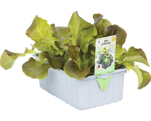 Krullende sla, rode eikenbladsla 'Sirmai' FloraSelf 6-pack