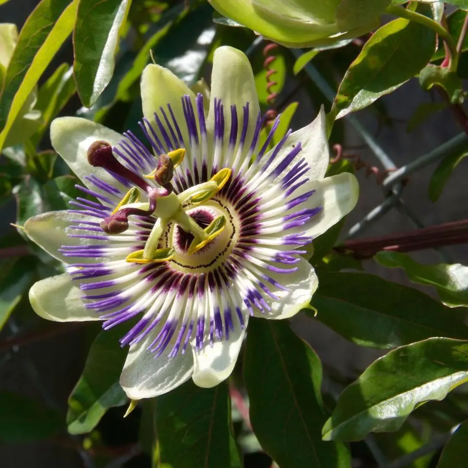 Passiebloem - Set van 6 - Passiflora edulis 'Frederick' - Hoogte 25-40cm - ⌀9cm