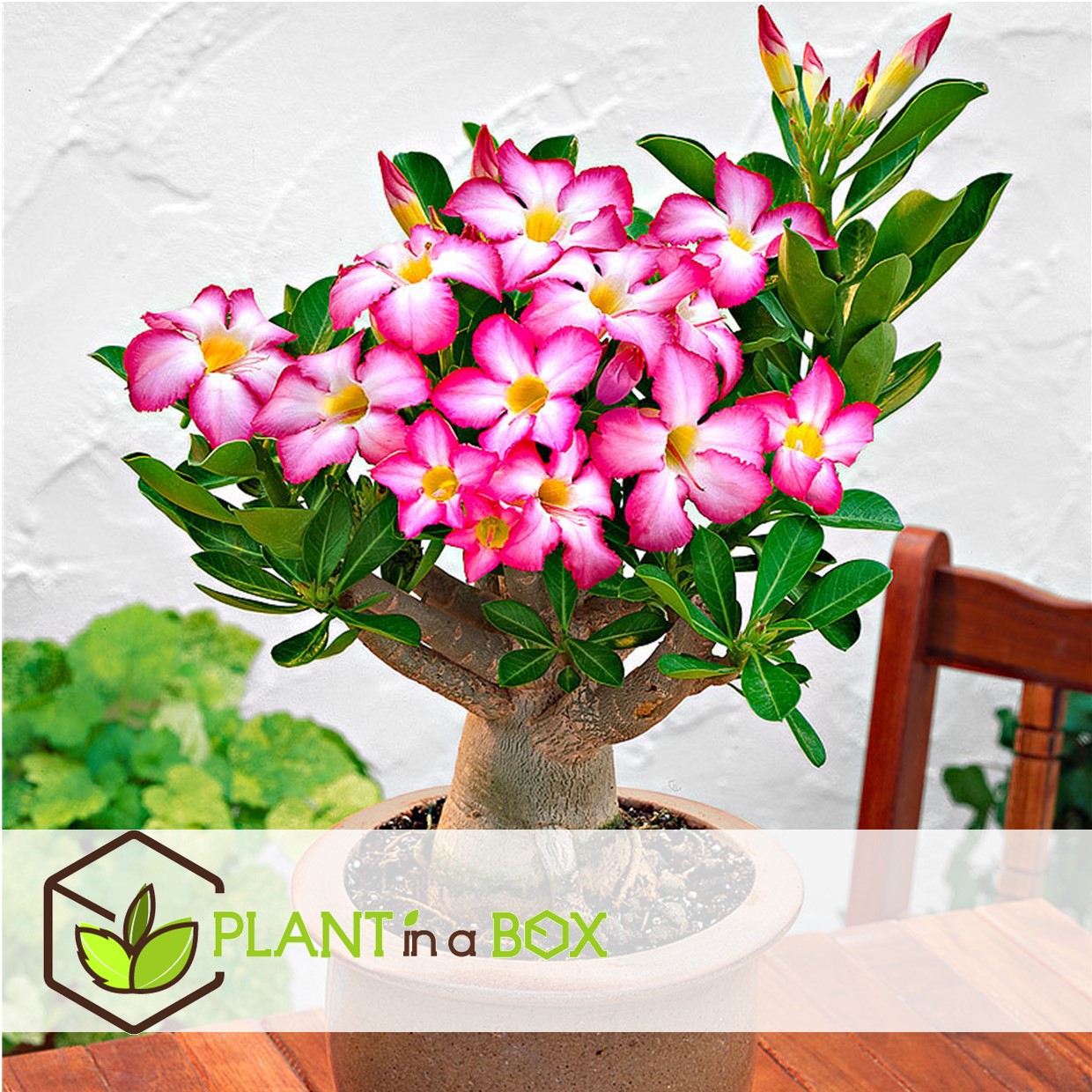 Adenium obesum - set de 2 - roses du désert - pot 10.5cm - hauteur 25-40cm
