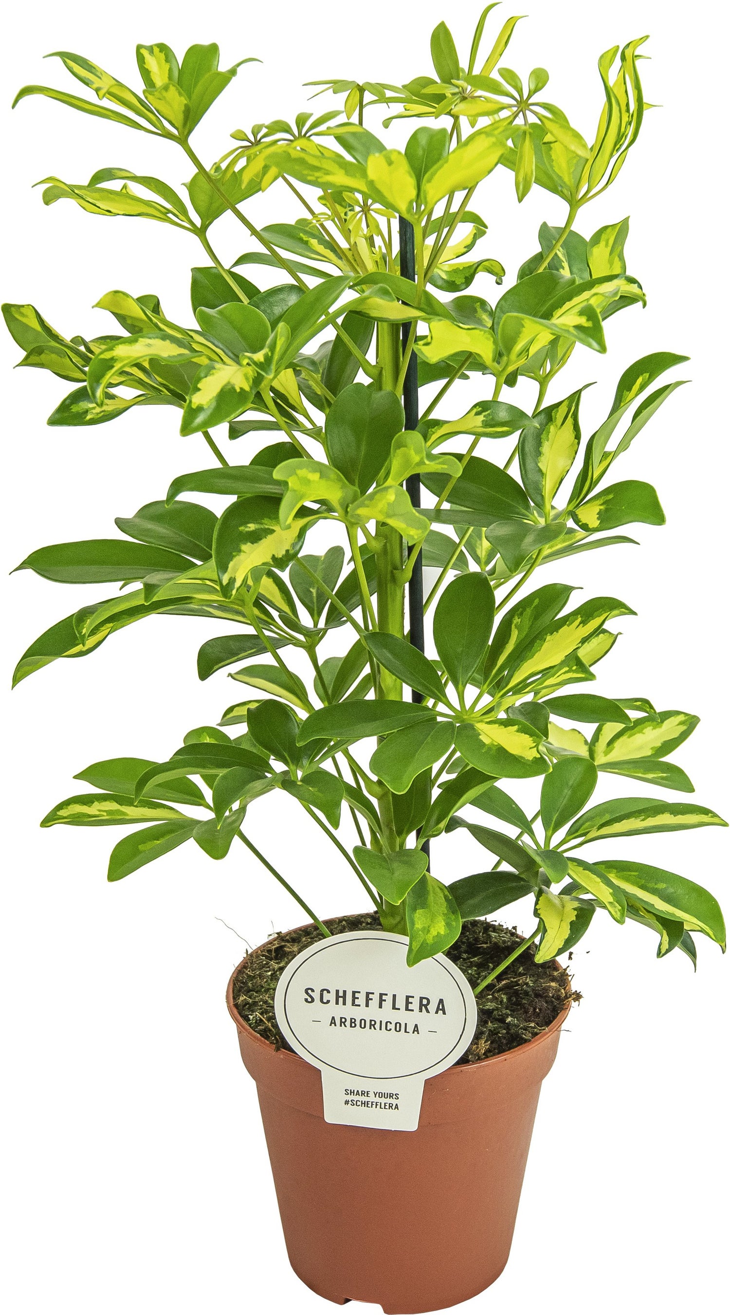 Vingersboom (Schefflera arboricola 'Gerda') D 13 H 45 cm
