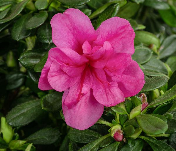 Japanische Azalee 'Deluxe'
