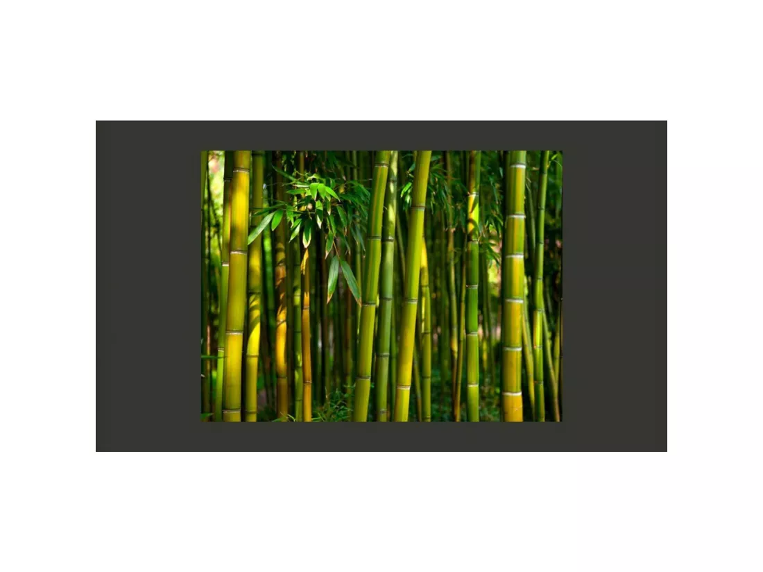 Papier peint forêt de bambous asiatique - 200 x 154 cm