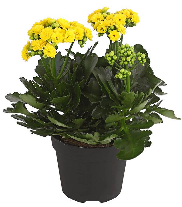 Flammendes Käthchen - Kalanchoe
