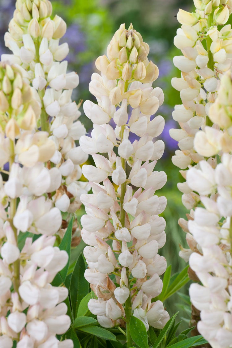 Lupine (Lupinus 'Noblemaiden') D 11 H 100 cm