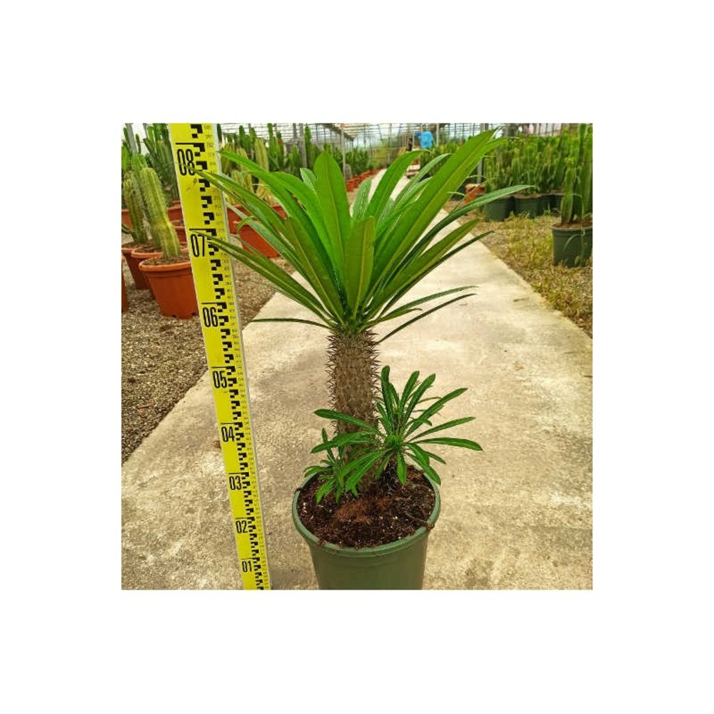 Pachypodium lamerei (palmier de madagascar) taille pot de 10 litres - 60/80 cm