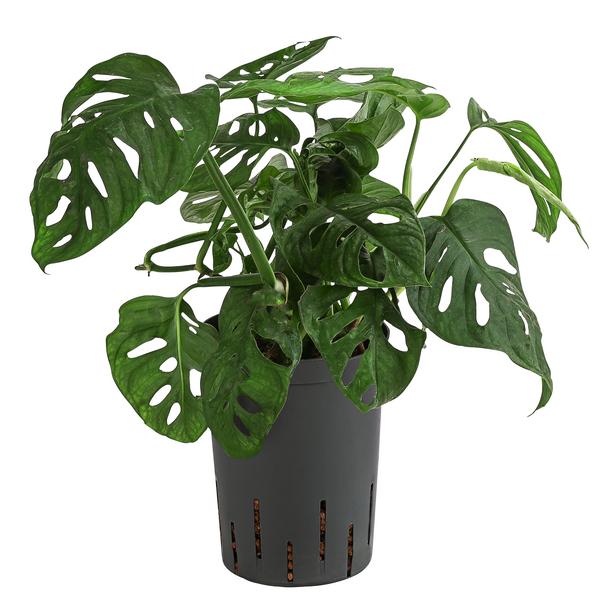 Fensterblatt - Monstera adansonii, Hydrokultur