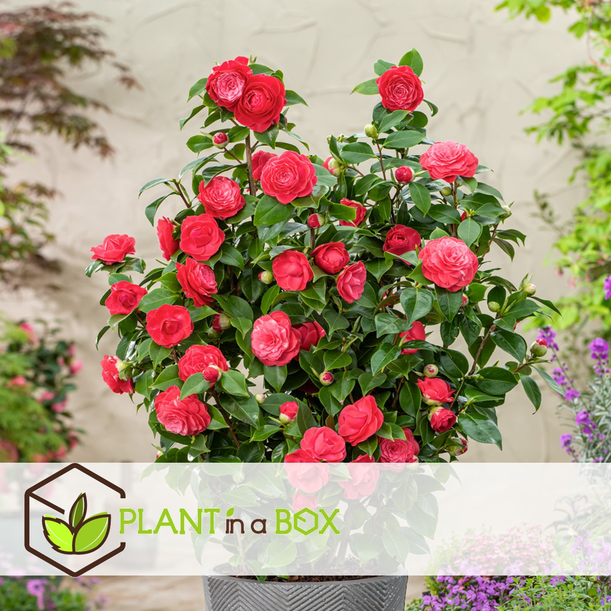 Camellia japonica lady campbell - rose - pot 15cm - hauteur 50-60cm