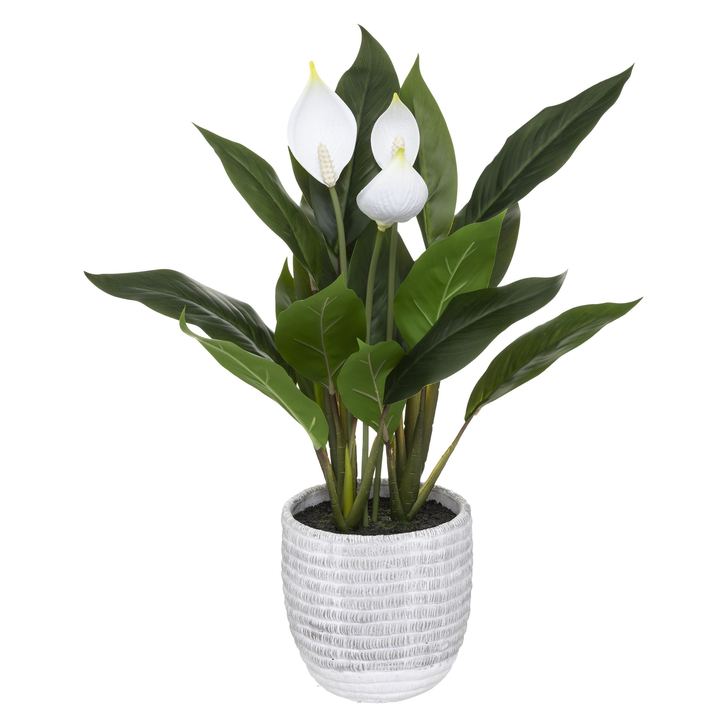 PLANTE LYS DE LA PAIX POT CIMENT H.54CM