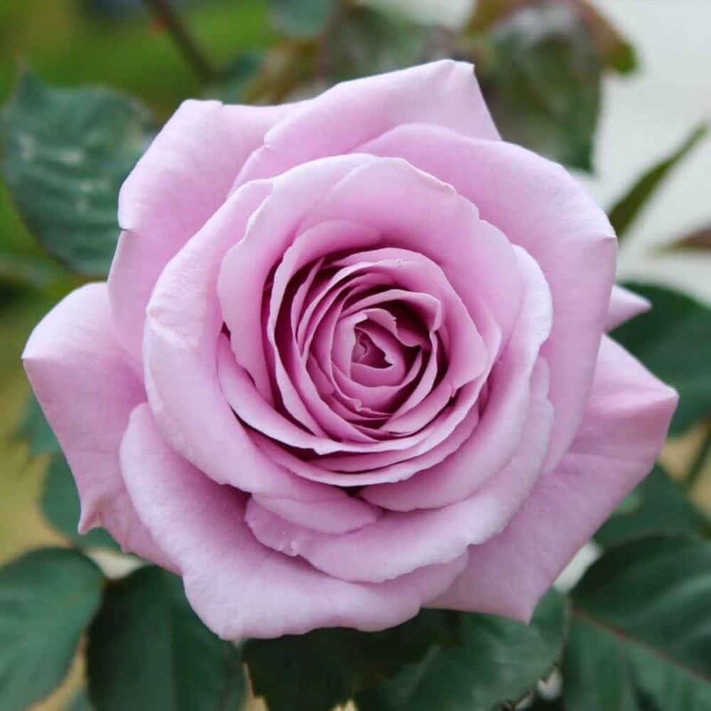 Rosier 'blue girl sautari' -
