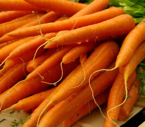 Dehner Gourmet Garten Lange Möhre, 20er