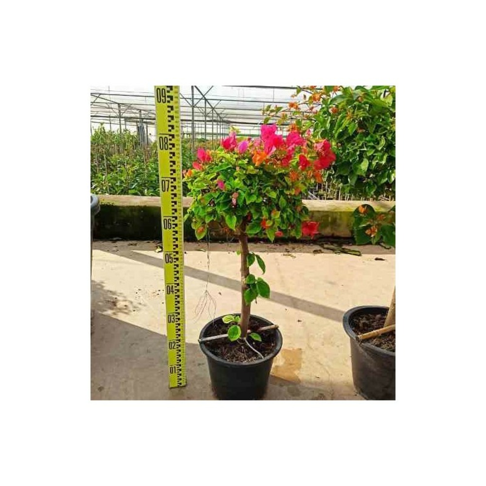 Bougainvillea hybride (bougainvillier) taille pot de 20l - boule -80/100cm