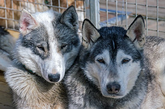 Husky Sommercamp mit Outdoor-Übernachtung für 2