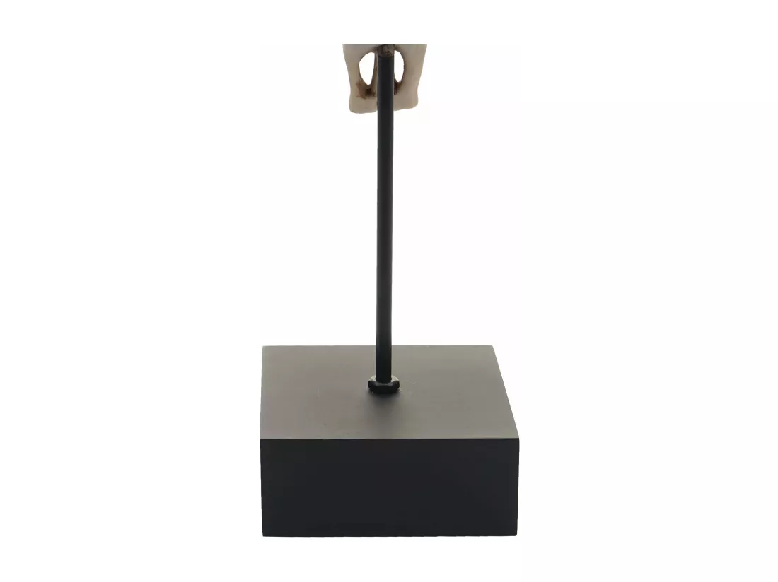 Figurine tête de vache résine 12 x 8 x 22 cm 04_0002840