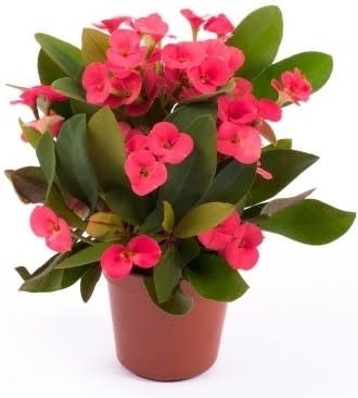 Christusdoorn (Euphorbia milii 'Red') D 6 H 15 cm